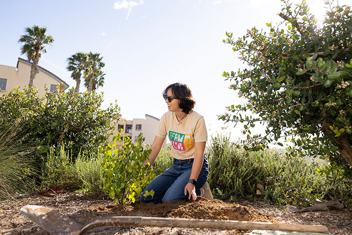 A person planting new plants near the bluff with the Leavey dorm buildings in the background